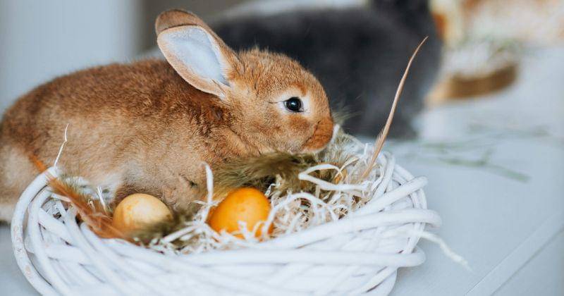 Pexels/Galina Kolonitskaia